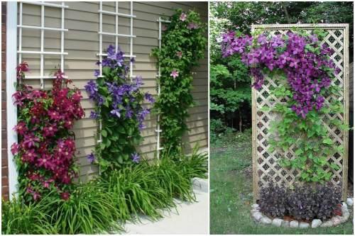 Как сделать опору для клематиса. Опора для клематиса своими руками: правила выбора и виды конструкции