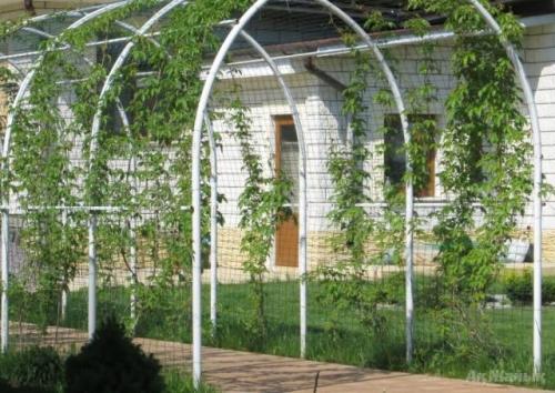 Опора для клематиса за 15 минут. Популярные типы шпалер и их изготовление