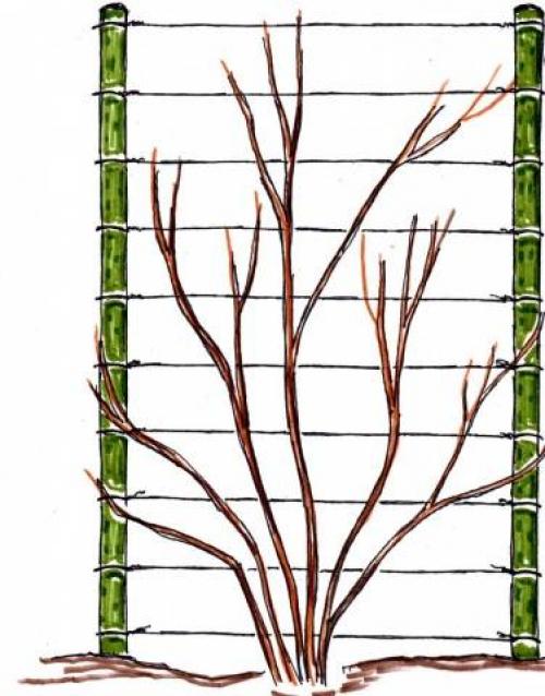 Опора для клематиса за 15 минут. Популярные типы шпалер и их изготовление