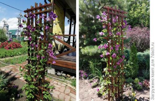 Шпалера для клематиса. Шпалера своими руками, или Дом для клематиса