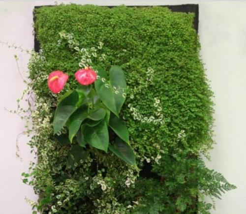 Основные элементы вертикального озеленения своими руками. Растения 06 Основные элементы вертикального озеленения своими руками. Растения 06