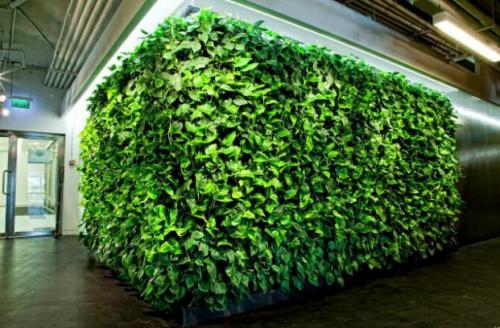 Основные элементы вертикального озеленения своими руками. Растения 13 Основные элементы вертикального озеленения своими руками. Растения 13