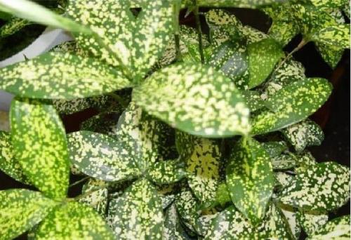 Основные элементы вертикального озеленения своими руками. Растения 14 Основные элементы вертикального озеленения своими руками. Растения 14