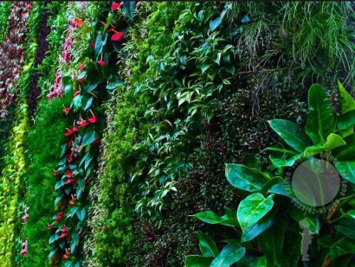 Основные элементы вертикального озеленения своими руками. Растения 07 Основные элементы вертикального озеленения своими руками. Растения 07