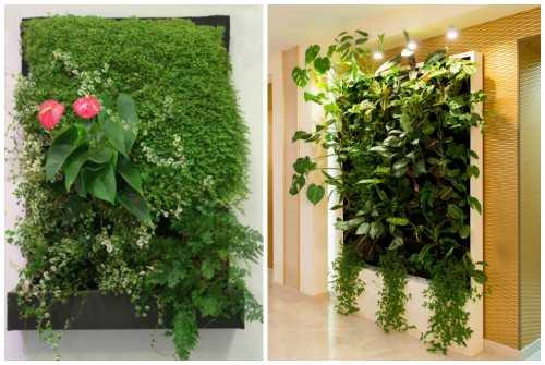 Фитостена и фитомодуль своими руками: особенности современного эко-дизайна