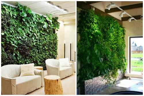 Фитостена и фитомодуль своими руками: особенности современного эко-дизайна