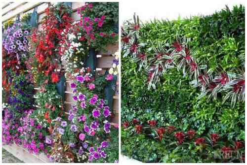 Фитостена и фитомодуль своими руками: особенности современного эко-дизайна