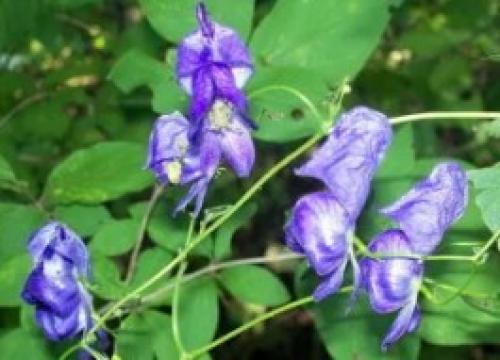 Вертикальное озеленение на даче своими руками. Цветочные контейнеры 05