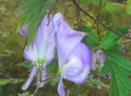 Вертикальное озеленение на даче своими руками. Цветочные контейнеры 03