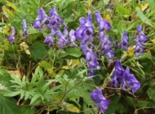 Вертикальное озеленение на даче своими руками. Цветочные контейнеры 04