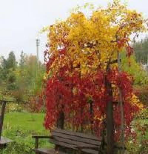 Тенелюбивые растения для вертикального озеленения. Вьющиеся растения для тенистого сада