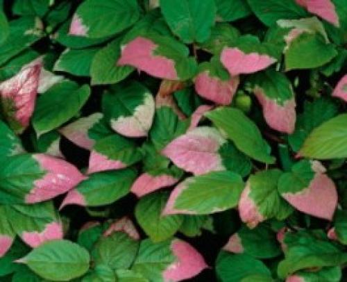 Вертикальное озеленение на даче своими руками. Цветочные контейнеры 06