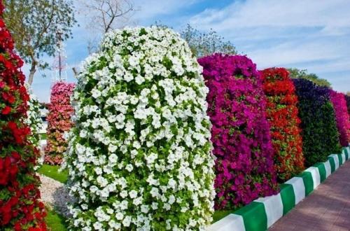 Вертикальное озеленение в саду своими руками. Что такое вертикальные клумбы, как их устроить (80 фото). Подбор цветов и примеры дизайна