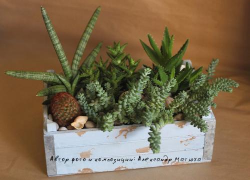 Композиция из суккулентов своими руками. Волшебный мини-садик на подоконнике! Составляем композицию вместе