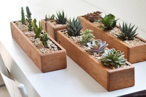 Горшок для суккулентов своими руками. По каким критериям выбирают горшки для суккулентов