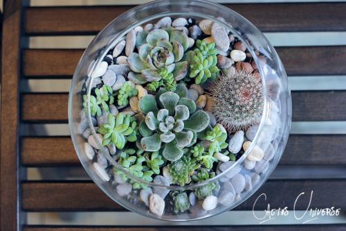 Композиция из суккулентов своими руками. Волшебный мини-садик на подоконнике! Составляем композицию вместе