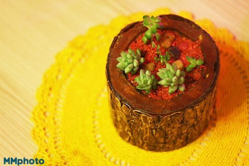 Композиция из суккулентов своими руками. Волшебный мини-садик на подоконнике! Составляем композицию вместе