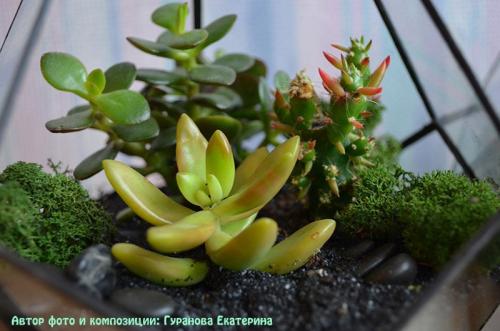 Композиция из суккулентов своими руками. Волшебный мини-садик на подоконнике! Составляем композицию вместе