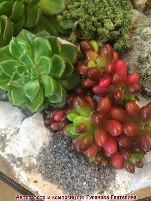 Композиция из суккулентов своими руками. Волшебный мини-садик на подоконнике! Составляем композицию вместе