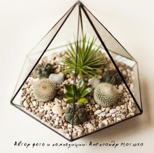 Композиция из суккулентов своими руками. Волшебный мини-садик на подоконнике! Составляем композицию вместе