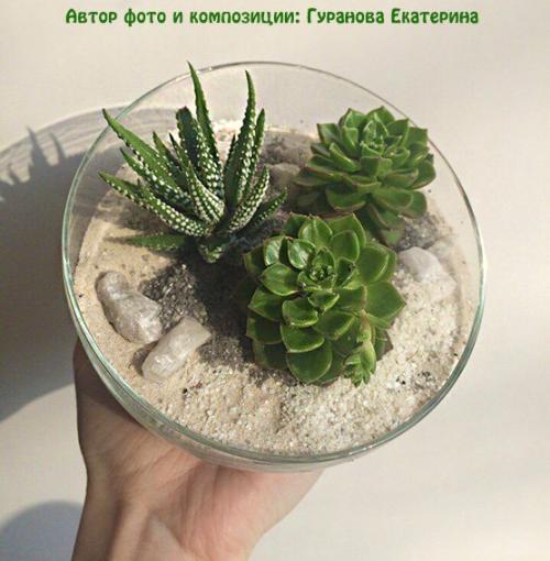 Композиция из суккулентов своими руками. Волшебный мини-садик на подоконнике! Составляем композицию вместе