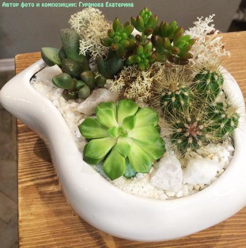 Композиция из суккулентов своими руками. Волшебный мини-садик на подоконнике! Составляем композицию вместе