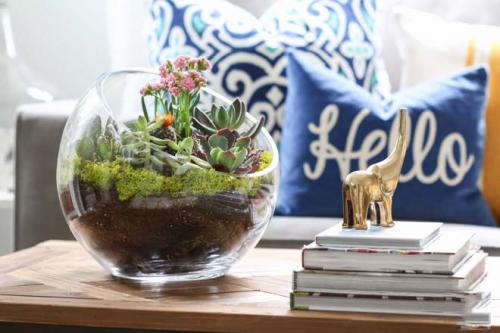 Композиции из суккулентов для начинающих. Идеи для дизайна интерьера