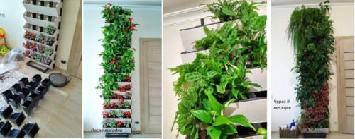 Зеленая стена из искусственных растений своими руками. Фитостены с растениями в горшках