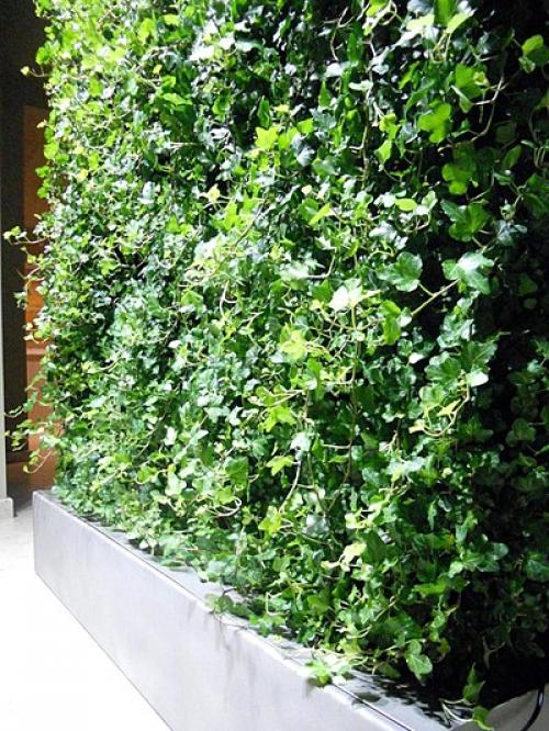 Зеленая стена в квартире. Вертикальные клумбы
