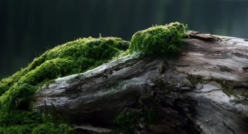 Лучший цветочный декор для вашей дачи. Оригинальные клумбы и цветники своими руками