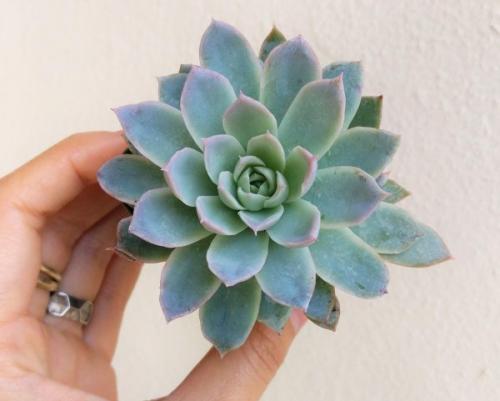 Панно из живых растений. Какие растения подойдут для живых картин?