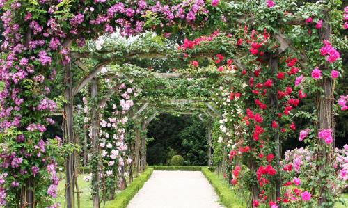 Вертикальное озеленение в саду своими руками. Вертикальное озеленение сада