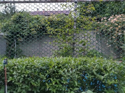 20 оригинальных опор для вьющихся растений. Самодельные шпалеры для лиановидных культур