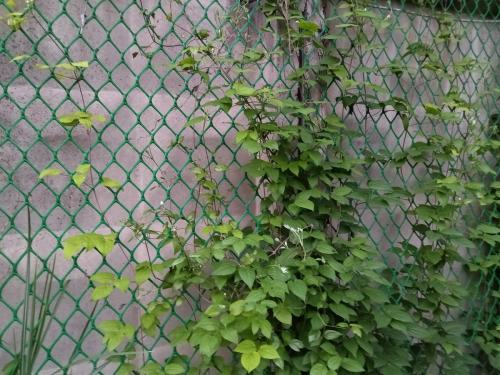 20 оригинальных опор для вьющихся растений. Самодельные шпалеры для лиановидных культур