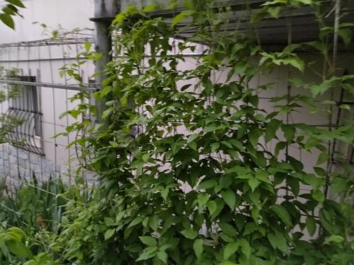 20 оригинальных опор для вьющихся растений. Самодельные шпалеры для лиановидных культур