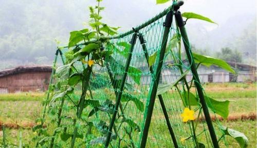 20 оригинальных опор для вьющихся растений. Самодельные шпалеры для лиановидных культур