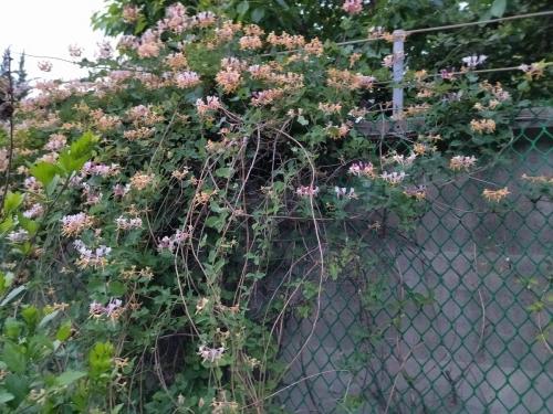 20 оригинальных опор для вьющихся растений. Самодельные шпалеры для лиановидных культур