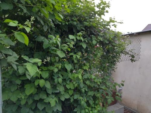 20 оригинальных опор для вьющихся растений. Самодельные шпалеры для лиановидных культур