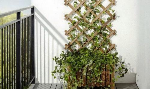 20 оригинальных опор для вьющихся растений. Самодельные шпалеры для лиановидных культур