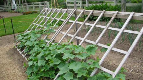 20 оригинальных опор для вьющихся растений. Самодельные шпалеры для лиановидных культур