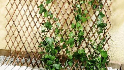 20 оригинальных опор для вьющихся растений. Самодельные шпалеры для лиановидных культур
