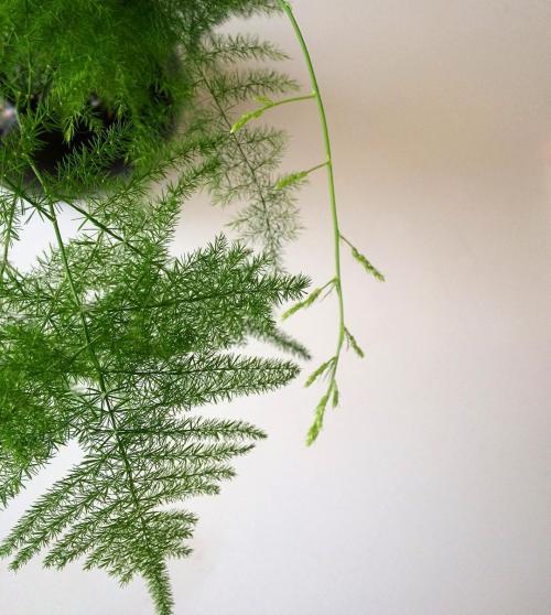 Вьющиеся растения для перголы. Цветущие звезды для пергол и беседок 10