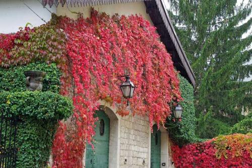 Вьющиеся растения с запахом. Вьющееся растение для сада: фото с названиями