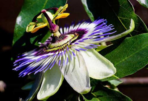 Вьющиеся растения с запахом. Вьющееся растение для сада: фото с названиями