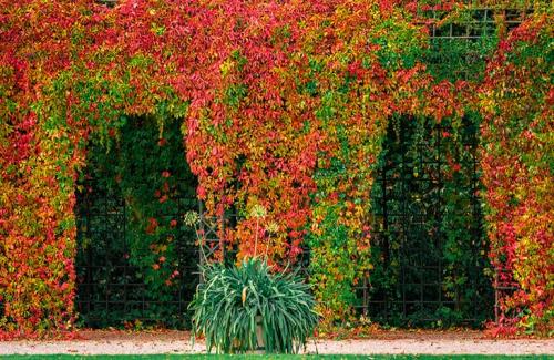 Вьющиеся растения для навеса. Вьющиеся растения для сада — названия популярных видов, примеры оформления
