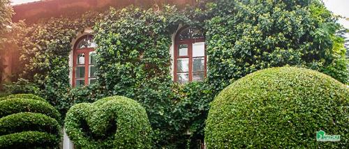 Вьющиеся растения для навеса. Вьющиеся растения для сада — названия популярных видов, примеры оформления