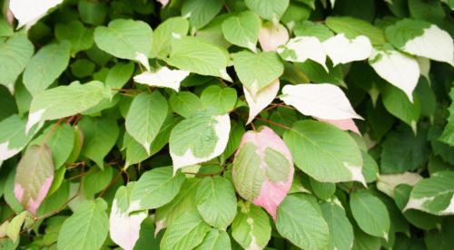 Вьющиеся растения для солнечной стороны. Топ лучших многолетних лиан для оформления садового участка