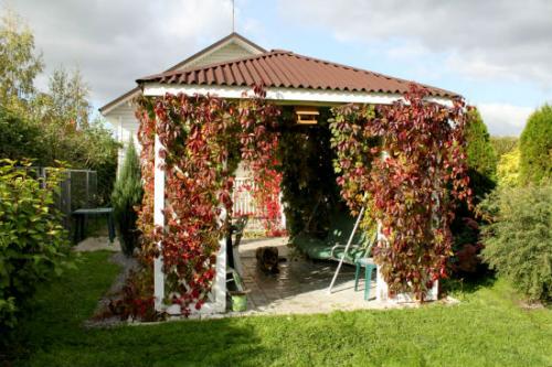 Выбор винограда для беседки. Беседка из винограда, особенности конструкции