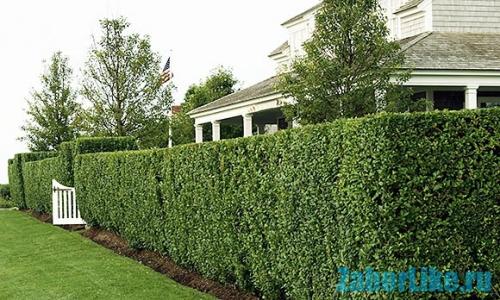 6 самых неприхотливых вьющихся растений для беседки. Однолетники 12 6 самых неприхотливых вьющихся растений для беседки. Однолетники 12