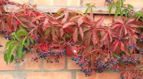 Рейтинг вьющихся растений. Топ лучших многолетних лиан для оформления садового участка